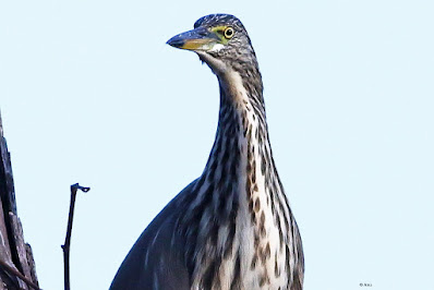 Indian Pond-Heron