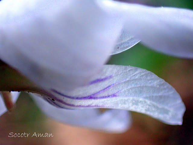 Viola bissetii