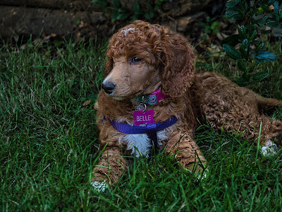 The new puppy, Belle has grown a lot since Ted took this photo at the beginning of September.