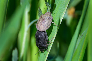 chinche-de-las-gramineas-eurygaster-maura-