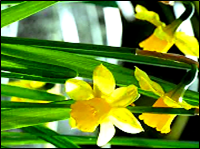 Daffodil flowers with leaves