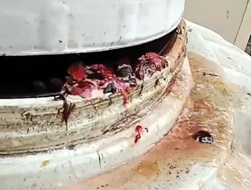 Pieces of meat came out of the hospital tank, the matter came to light when the tank overflowed.