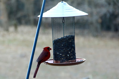 male cardinal at tray-base feeder