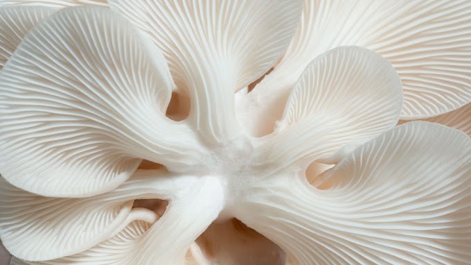 Mushroom article | Biobritte mushrooms | Biobritte mushroom company 