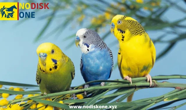 Everything You Need to Know About Budgies