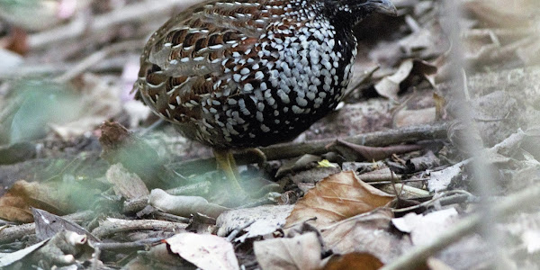 Black-breasted Buttonquail