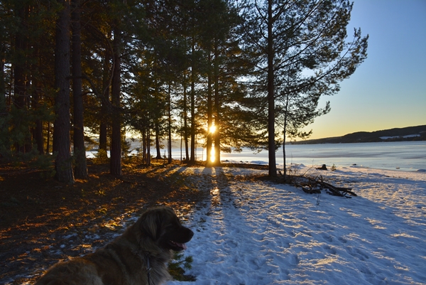 solnedgang røsholmstranda