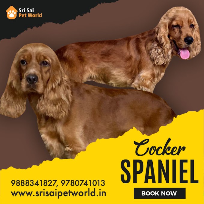 COCKER SPANIEL puppies 9888341827