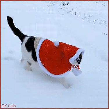 Christmas cat GIF • Poor Santa cat is lost in a snowy land.“Damned, where is my reindeer?”