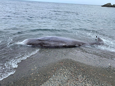Νεκρές φάλαινες ξεβράστηκαν στις ακτές της Κύπρου
