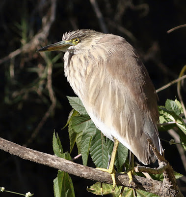 Indian Pond-Heron - Ardeola grayi