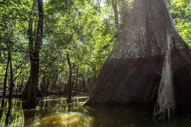 As árvores na Amazônia liberam Metano