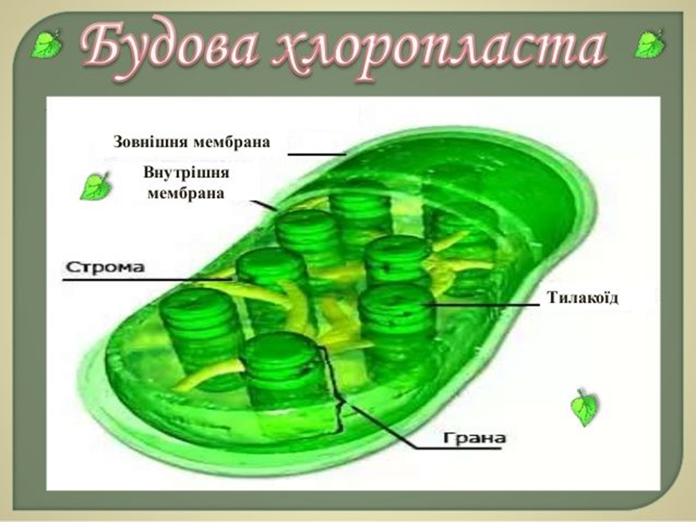 Строение хлоропласта ЕГЭ биология. Строение хлоропласта ЕГЭ. Строма хлоропласта. Внутреннее строение хлоропласта.