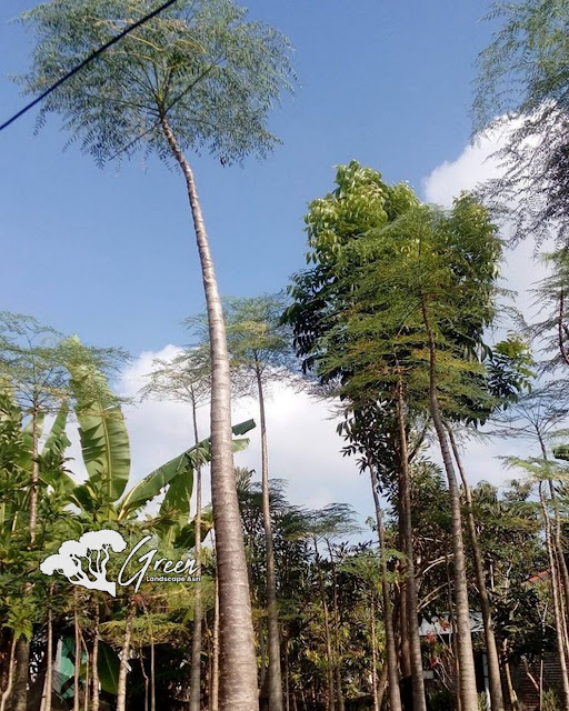 Jual Pohon Kelor Afrika (Moringa) di Klaten | Harga Pohon Kelor Afrika Berbagai Macam Ukuran
