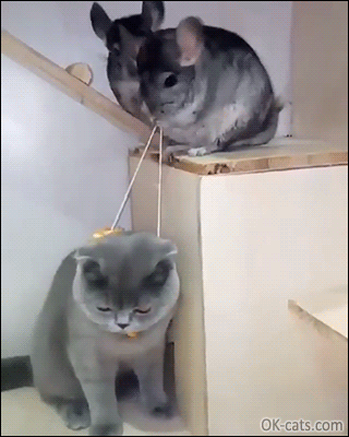 Amazing Cat GIF • 2 crazy  Chinchillas playing Marionette  with a cool cat haha they're so funny [ok-cats.com]