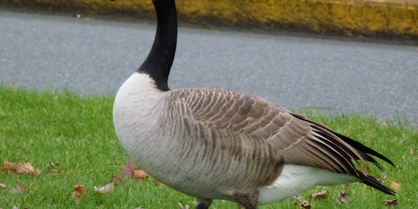 Canada Goose