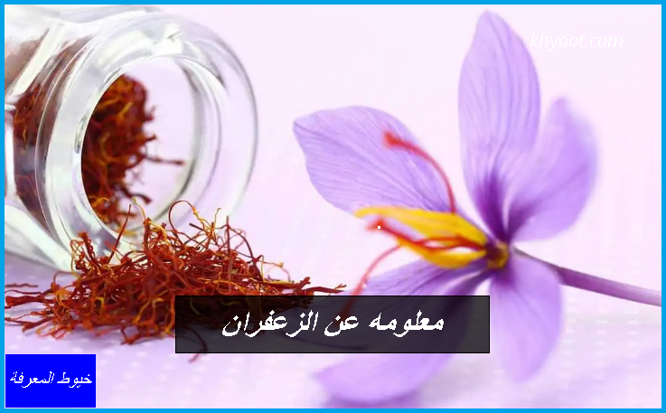 معلومه عن الزعفران