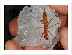 A female on a clump of ice in someone's hand. You an see her ovipostor at the rear of her body.