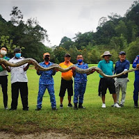 Dua Jam Tangkap Ular Sawa Seberat 80kg Kerana Bertindak Agresif