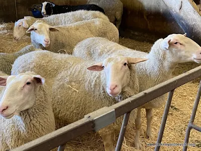 sheep pen at Pennyroyal Goat Dairy and Farm in Boonville, California