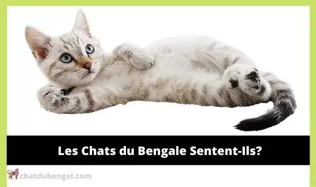 Les Chats du Bengale Sentent-Ils?