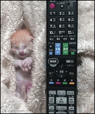 Aww Cat GIF • New born kitty in its blanket. So tiny, so cute, made my day. [ok-cats.com]
