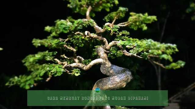 Cara Membuat Bonsai yang Mudah Dipahami