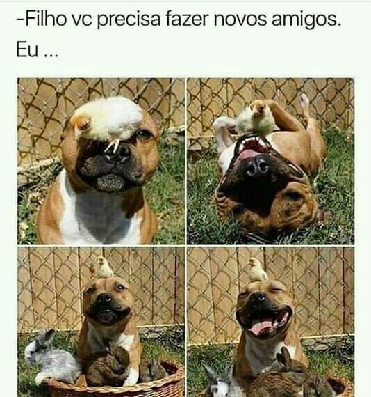 150 memes fofos de animais para você ter na manga