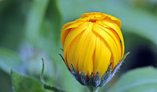 gambar bunga Marigold kuning