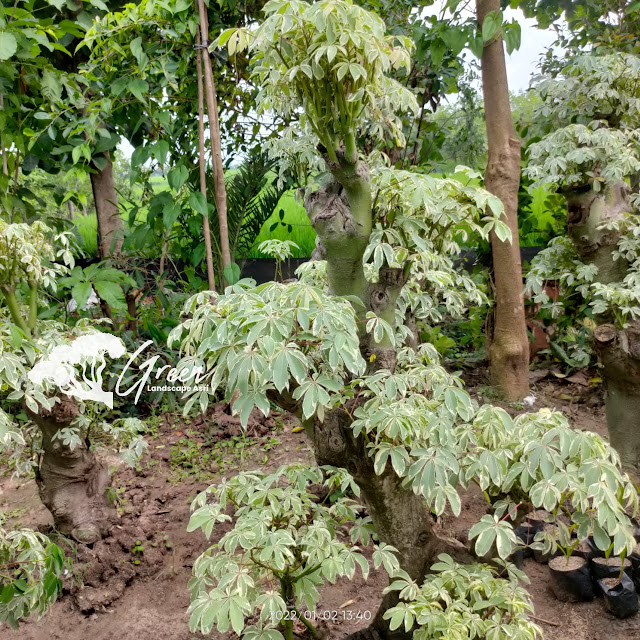 Jual Bonsai Randu Varigata Putih di Lamongan | Harga Bonsai Randu Varigata Murah Langsung Dari Petani