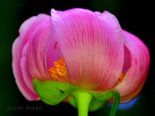 Paeonia obovata