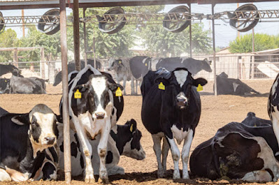 How does heat stress impact dairy cows?