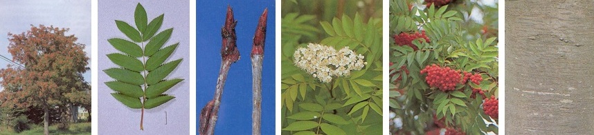 Рябина смешанная (Sorbus commixta)