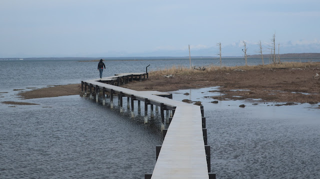 北海道 道東 野付半島 トドワラ