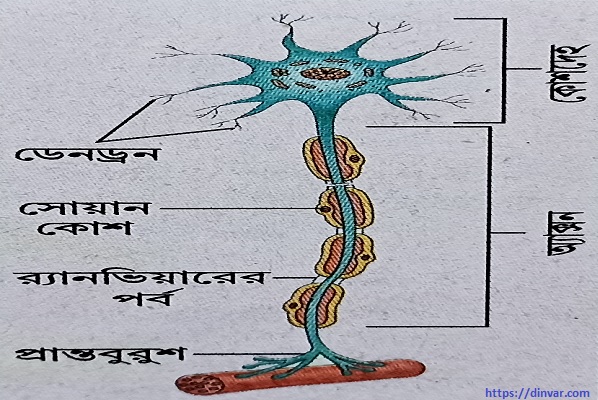 স্নায়ুকলা ( Nervous tissue )