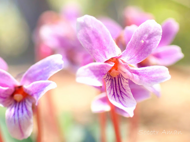 Viola violacea