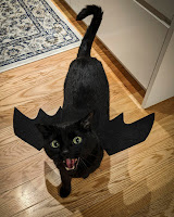 Gatos disfrazados para Halloween