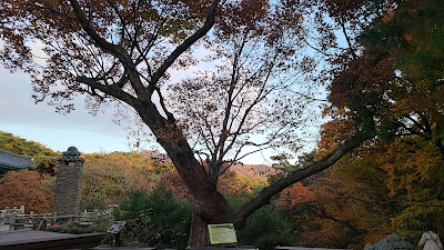 가을 단풍이 좋은 대구 동화사 : 인악대사 나무
