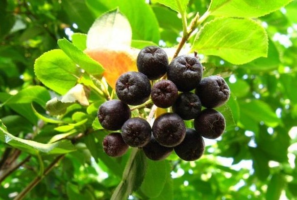 Арония Мичурина / Сорбарония Мичурина (Aronia mitschurinii, =Sorbaronia mitschurinii)