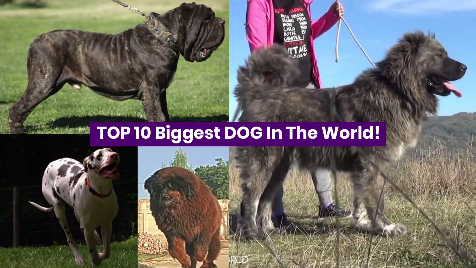Top 10 Biggest Dog In The World