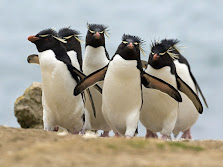 Rockhopper Penguin