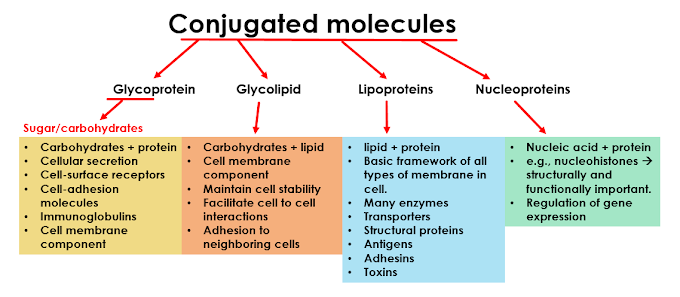 What are Conjugated Molecules in Biology? Glycoprotein, Glycolipid, Lipoproteins and Nucleoproteins