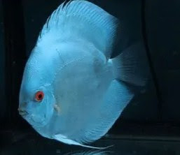 Jenis-jenis ikan discus