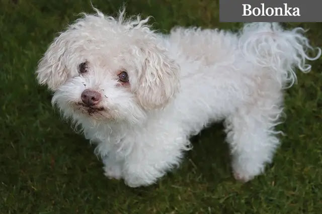 Top 10 Small Breed Dogs in the World