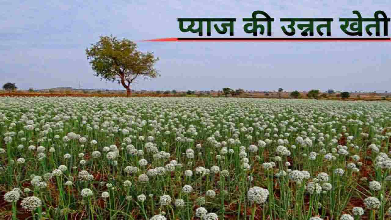 जाने-प्याज-की-उन्नत-खेती-करने-का-तरीका