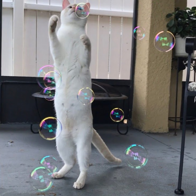 30 ideias para brinquedos de gatos