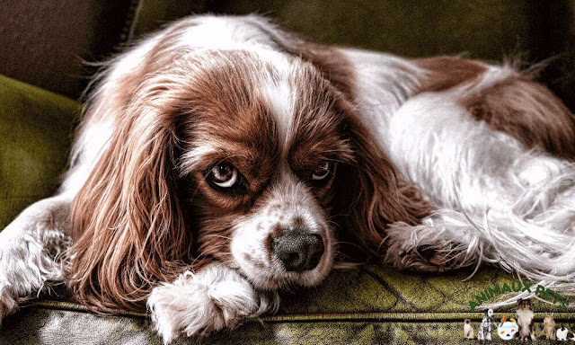 The Cavalier King Charles Spaniel: small dog with an adorable head