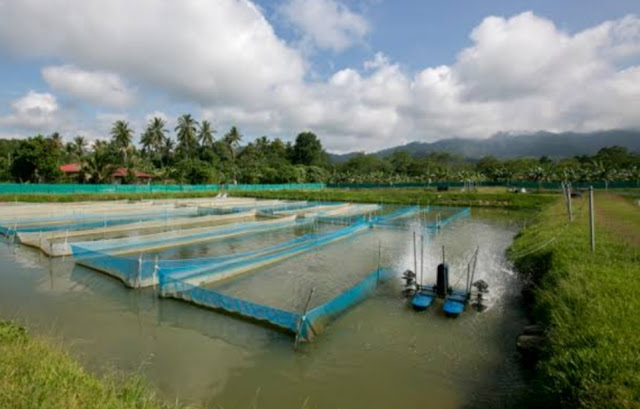 Bagaimana cara mengontrol kualitas air di peternakan ikan nila?