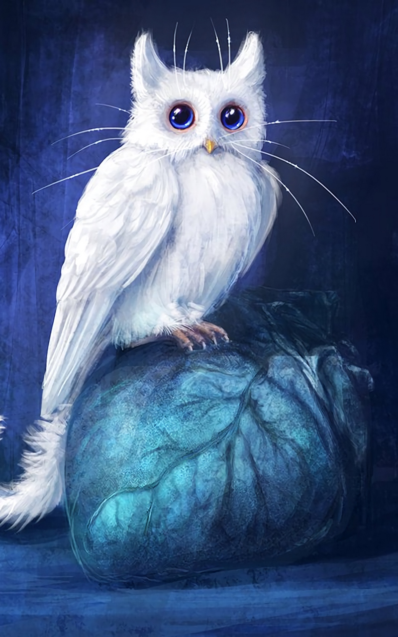 Wallpaper Lucu – Catowl