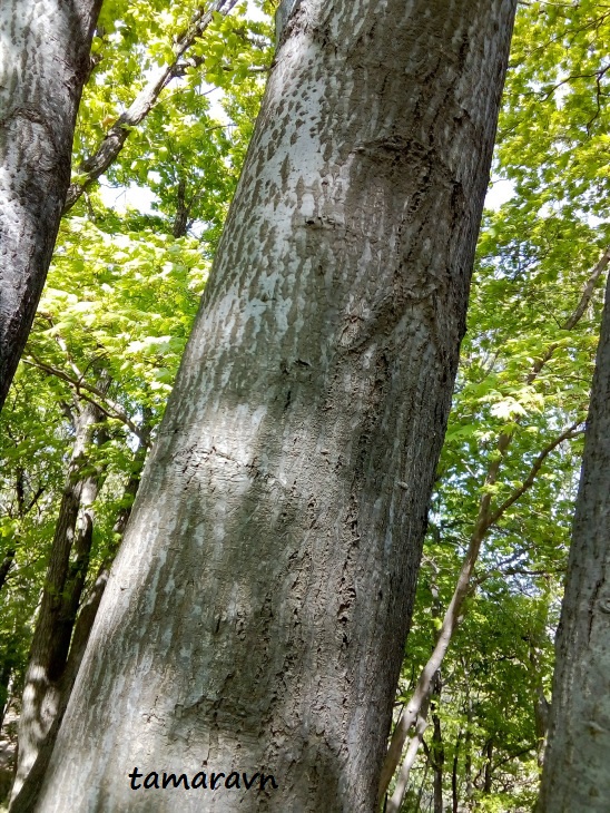 Мелкоплодник ольхолистный (Micromeles alnifolia)